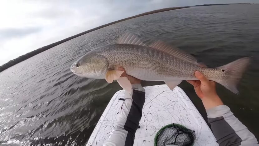 redfish florida - capital